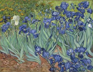 Irises